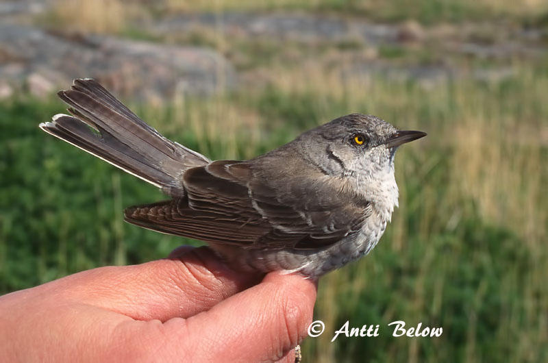 Avainsanat: Tallarol esparverenc Høgesanger Sperwergrasmus Barred Warbler nizosilvio Vööt-põõsalind Kirjokerttu Fauvette épervière Sperbergrasmücke Karvalyposzáta Hauksöngvari Hauksanger Toutinegra-gavião Sylvia nisoria Curruca Gavilana Höksångare