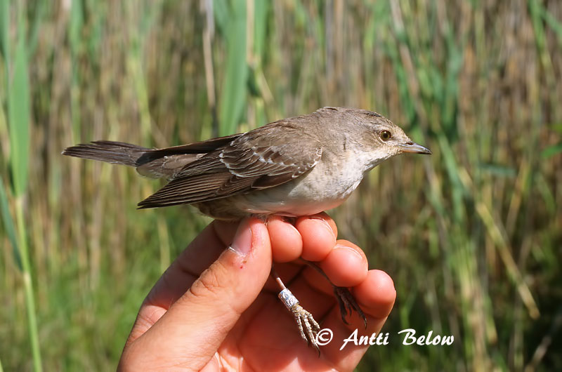 Avainsanat: Tallarol esparverenc Høgesanger Sperwergrasmus Barred Warbler nizosilvio Vööt-põõsalind Kirjokerttu Fauvette épervière Sperbergrasmücke Karvalyposzáta Hauksöngvari Hauksanger Toutinegra-gavião Sylvia nisoria Curruca Gavilana Höksångare