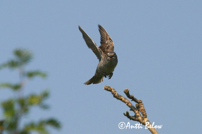 Avainsanat: Tallarol esparverenc Høgesanger Sperwergrasmus Barred Warbler nizosilvio Vööt-põõsalind Kirjokerttu Fauvette épervière Sperbergrasmücke Karvalyposzáta Hauksöngvari Hauksanger Toutinegra-gavião Sylvia nisoria Curruca Gavilana Höksångare