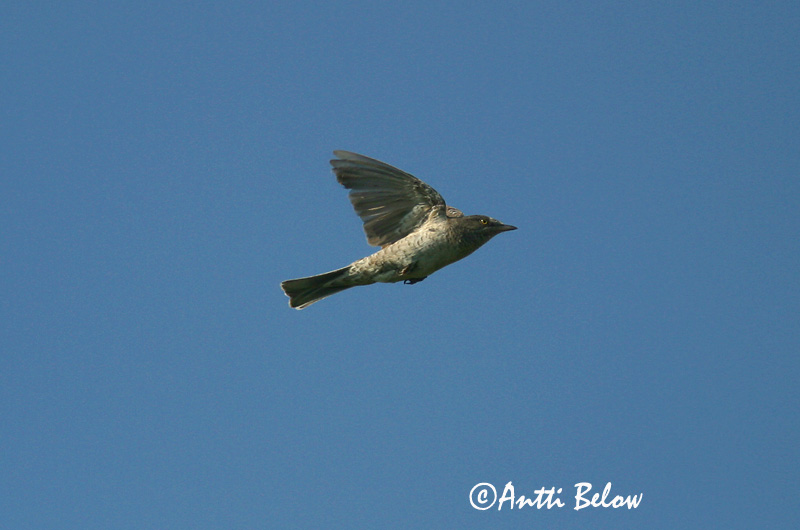 Avainsanat: Tallarol esparverenc Høgesanger Sperwergrasmus Barred Warbler nizosilvio Vööt-põõsalind Kirjokerttu Fauvette épervière Sperbergrasmücke Karvalyposzáta Hauksöngvari Hauksanger Toutinegra-gavião Sylvia nisoria Curruca Gavilana Höksångare