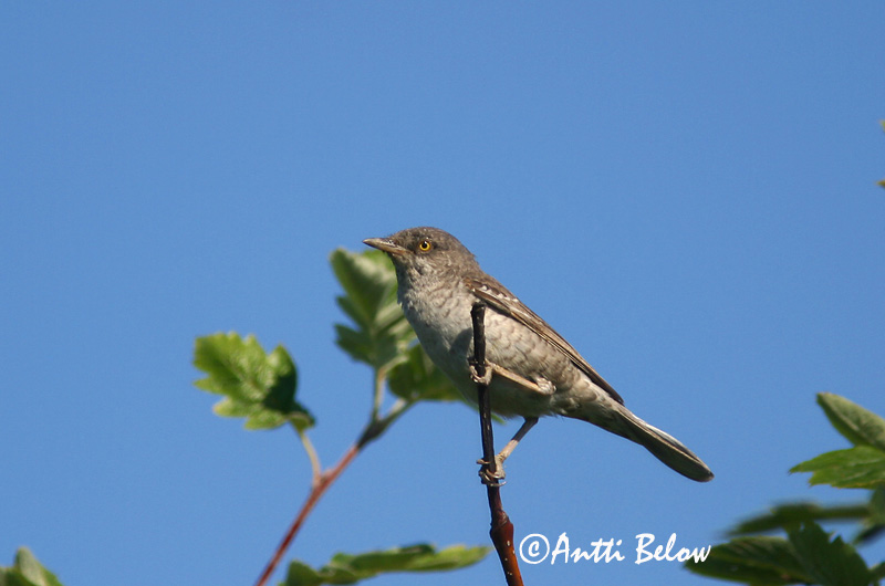 Avainsanat: Tallarol esparverenc Høgesanger Sperwergrasmus Barred Warbler nizosilvio Vööt-põõsalind Kirjokerttu Fauvette épervière Sperbergrasmücke Karvalyposzáta Hauksöngvari Hauksanger Toutinegra-gavião Sylvia nisoria Curruca Gavilana Höksångare