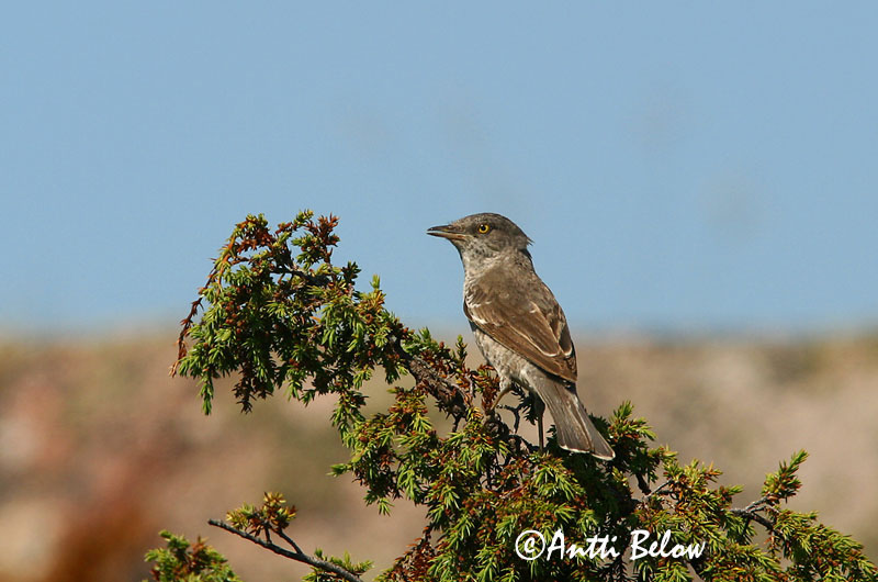 Avainsanat: Tallarol esparverenc Høgesanger Sperwergrasmus Barred Warbler nizosilvio Vööt-põõsalind Kirjokerttu Fauvette épervière Sperbergrasmücke Karvalyposzáta Hauksöngvari Hauksanger Toutinegra-gavião Sylvia nisoria Curruca Gavilana Höksångare