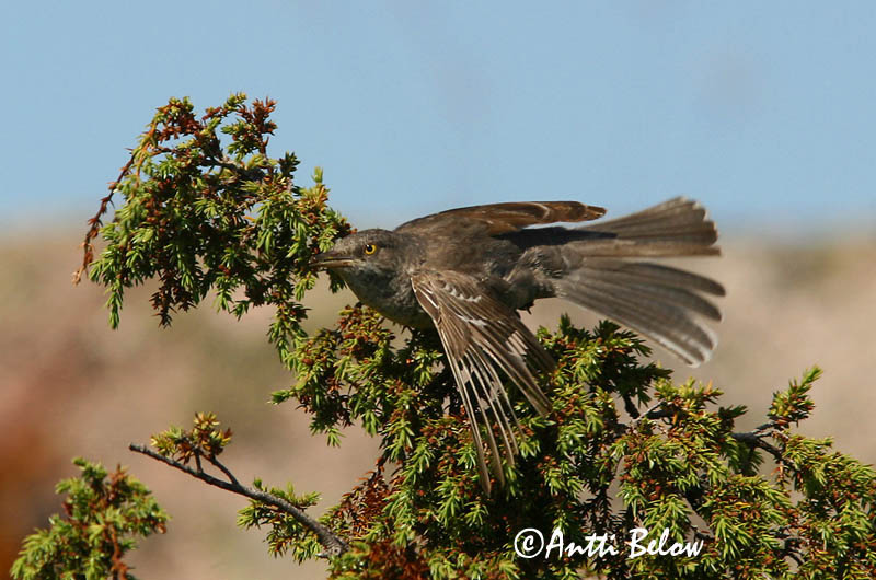 Avainsanat: Tallarol esparverenc Høgesanger Sperwergrasmus Barred Warbler nizosilvio Vööt-põõsalind Kirjokerttu Fauvette épervière Sperbergrasmücke Karvalyposzáta Hauksöngvari Hauksanger Toutinegra-gavião Sylvia nisoria Curruca Gavilana Höksångare