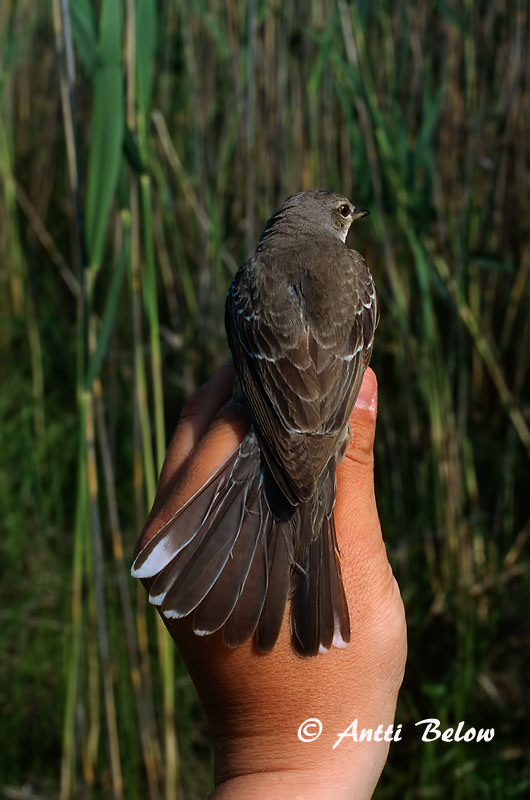 Avainsanat: Tallarol esparverenc Høgesanger Sperwergrasmus Barred Warbler nizosilvio Vööt-põõsalind Kirjokerttu Fauvette épervière Sperbergrasmücke Karvalyposzáta Hauksöngvari Hauksanger Toutinegra-gavião Sylvia nisoria Curruca Gavilana Höksångare