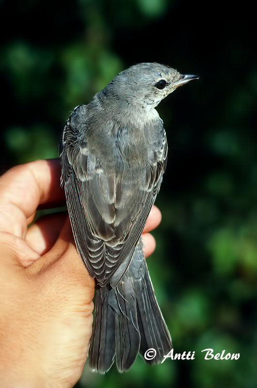 Avainsanat: Tallarol esparverenc Høgesanger Sperwergrasmus Barred Warbler nizosilvio Vööt-põõsalind Kirjokerttu Fauvette épervière Sperbergrasmücke Karvalyposzáta Hauksöngvari Hauksanger Toutinegra-gavião Sylvia nisoria Curruca Gavilana Höksångare