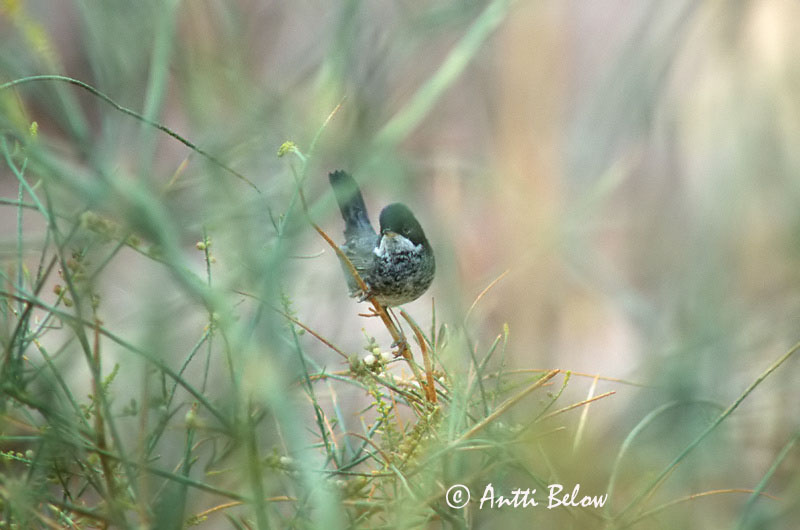 Israel, slide
Avainsanat: Cyperse zwartkop Cyprus Warbler Kyproksenkerttu Fauvette de Chypre Schuppengrasmücke Kyprossanger Sylvia melanothorax Curruca Ustulada Cypernsångare