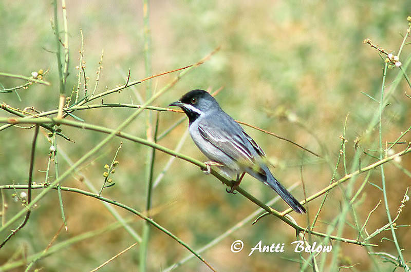 Avainsanat: Rüppells grasmus Rüppell's Warbler Mustakurkkukerttu Fauvette de Rüppell Maskengrasmücke Svartstrupesanger Sylvia rueppelli Curruca de Rüppell Svarthakad sångare