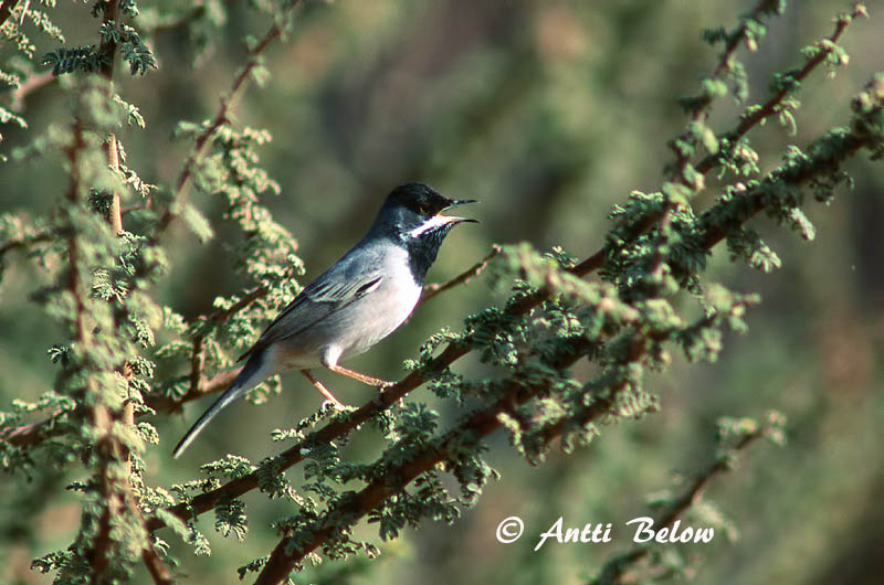 Avainsanat: Rüppells grasmus Rüppell's Warbler Mustakurkkukerttu Fauvette de Rüppell Maskengrasmücke Svartstrupesanger Sylvia rueppelli Curruca de Rüppell Svarthakad sångare