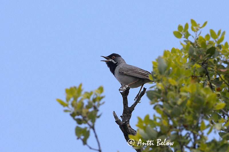Avainsanat: Rüppells grasmus Rüppell's Warbler Mustakurkkukerttu Fauvette de Rüppell Maskengrasmücke Svartstrupesanger Sylvia rueppelli Curruca de Rüppell Svarthakad sångare