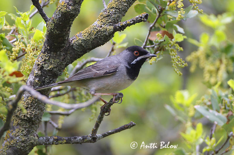 Avainsanat: Rüppells grasmus Rüppell's Warbler Mustakurkkukerttu Fauvette de Rüppell Maskengrasmücke Svartstrupesanger Sylvia rueppelli Curruca de Rüppell Svarthakad sångare