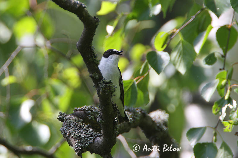 Avainsanat: Papamosques de collar Hvidhalset fluesnapper Withalsvliegenvanger Collared Flycatcher Kaelus-kärbsenäpp Sepelsieppo Gobemouche à collier Halsbandschnäpper Örvös légykapó Trafgrípur Balia dal collare Halsbåndfluesnapper Papa-moscas-de-colar Ficed