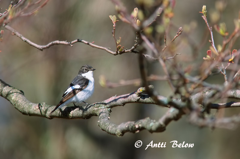 Avainsanat: Mastegatatxes Broget fluesnapper Bonte vliegenvanger European Pied Flycatcher Must-kärbsenäpp Kirjosieppo Gobemouche noir Trauerschnäpper Kormos légykapó Flekkugrípur Balia nera Svarthvid fluesnapper Papa-moscas-preto Ficedula hypoleuca Papamoscas C