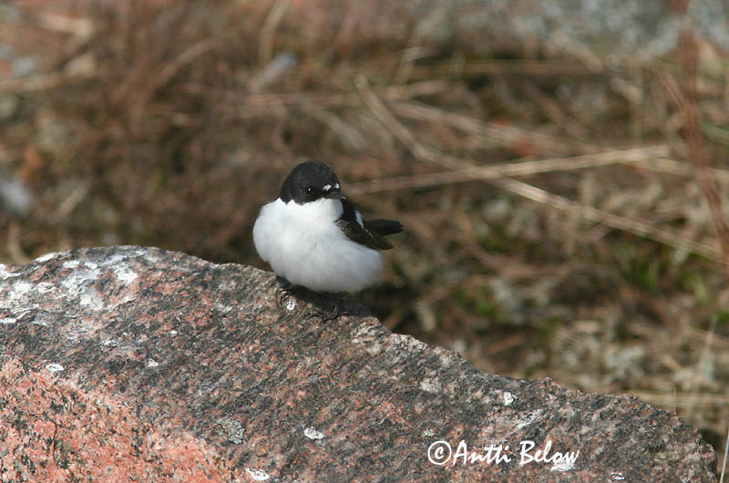 Avainsanat: Mastegatatxes Broget fluesnapper Bonte vliegenvanger European Pied Flycatcher Must-kärbsenäpp Kirjosieppo Gobemouche noir Trauerschnäpper Kormos légykapó Flekkugrípur Balia nera Svarthvid fluesnapper Papa-moscas-preto Ficedula hypoleuca Papamoscas C