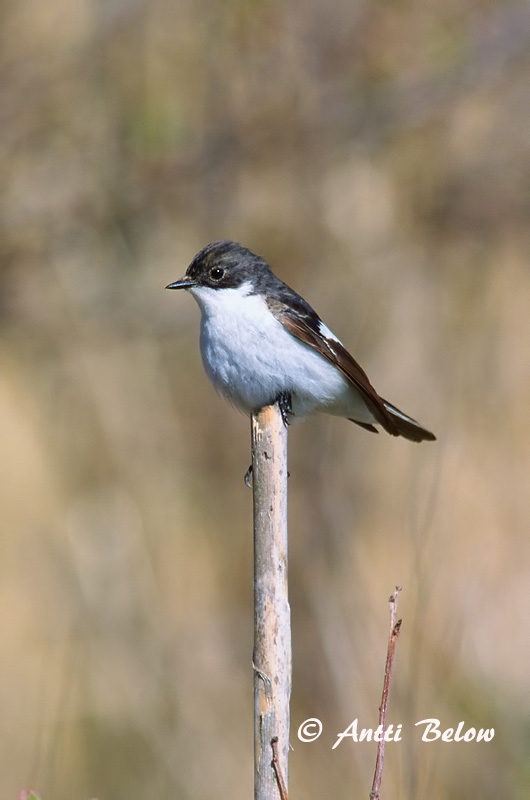 Avainsanat: Mastegatatxes Broget fluesnapper Bonte vliegenvanger European Pied Flycatcher Must-kärbsenäpp Kirjosieppo Gobemouche noir Trauerschnäpper Kormos légykapó Flekkugrípur Balia nera Svarthvid fluesnapper Papa-moscas-preto Ficedula hypoleuca Papamoscas C