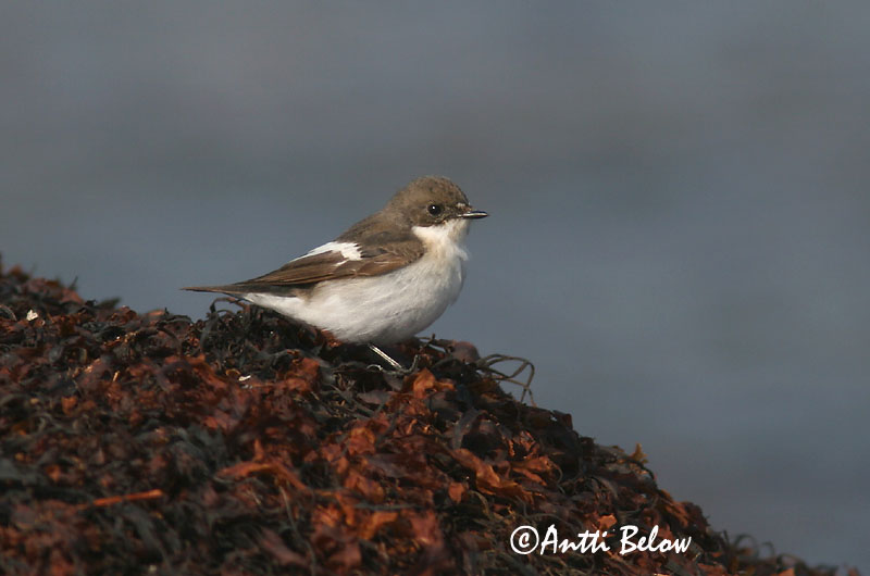 Avainsanat: Mastegatatxes Broget fluesnapper Bonte vliegenvanger European Pied Flycatcher Must-kärbsenäpp Kirjosieppo Gobemouche noir Trauerschnäpper Kormos légykapó Flekkugrípur Balia nera Svarthvid fluesnapper Papa-moscas-preto Ficedula hypoleuca Papamoscas C