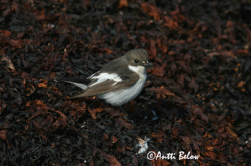 Avainsanat: Mastegatatxes Broget fluesnapper Bonte vliegenvanger European Pied Flycatcher Must-kärbsenäpp Kirjosieppo Gobemouche noir Trauerschnäpper Kormos légykapó Flekkugrípur Balia nera Svarthvid fluesnapper Papa-moscas-preto Ficedula hypoleuca Papamoscas C