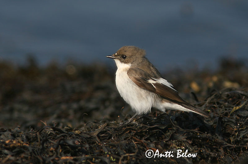 Avainsanat: Mastegatatxes Broget fluesnapper Bonte vliegenvanger European Pied Flycatcher Must-kärbsenäpp Kirjosieppo Gobemouche noir Trauerschnäpper Kormos légykapó Flekkugrípur Balia nera Svarthvid fluesnapper Papa-moscas-preto Ficedula hypoleuca Papamoscas C