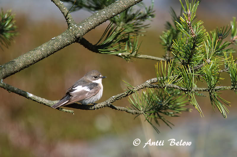 Avainsanat: Mastegatatxes Broget fluesnapper Bonte vliegenvanger European Pied Flycatcher Must-kärbsenäpp Kirjosieppo Gobemouche noir Trauerschnäpper Kormos légykapó Flekkugrípur Balia nera Svarthvid fluesnapper Papa-moscas-preto Ficedula hypoleuca Papamoscas C