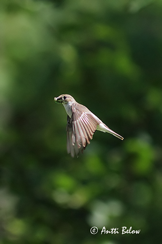 Avainsanat: Mastegatatxes Broget fluesnapper Bonte vliegenvanger European Pied Flycatcher Must-kärbsenäpp Kirjosieppo Gobemouche noir Trauerschnäpper Kormos légykapó Flekkugrípur Balia nera Svarthvid fluesnapper Papa-moscas-preto Ficedula hypoleuca Papamoscas C