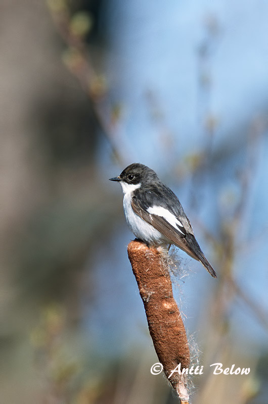 Avainsanat: Mastegatatxes Broget fluesnapper Bonte vliegenvanger European Pied Flycatcher Must-kärbsenäpp Kirjosieppo Gobemouche noir Trauerschnäpper Kormos légykapó Flekkugrípur Balia nera Svarthvid fluesnapper Papa-moscas-preto Ficedula hypoleuca Papamoscas C