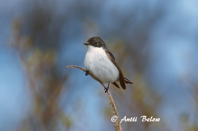Avainsanat: Mastegatatxes Broget fluesnapper Bonte vliegenvanger European Pied Flycatcher Must-kärbsenäpp Kirjosieppo Gobemouche noir Trauerschnäpper Kormos légykapó Flekkugrípur Balia nera Svarthvid fluesnapper Papa-moscas-preto Ficedula hypoleuca Papamoscas C
