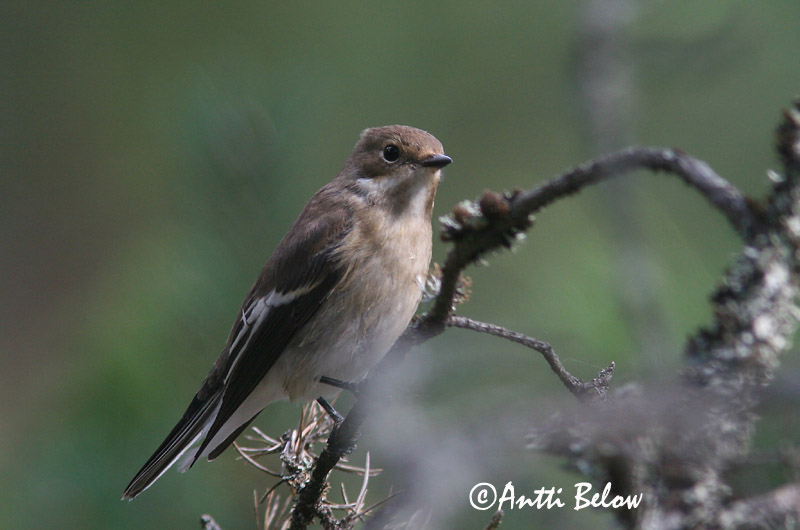 Avainsanat: Mastegatatxes Broget fluesnapper Bonte vliegenvanger European Pied Flycatcher Must-kärbsenäpp Kirjosieppo Gobemouche noir Trauerschnäpper Kormos légykapó Flekkugrípur Balia nera Svarthvid fluesnapper Papa-moscas-preto Ficedula hypoleuca Papamoscas C
