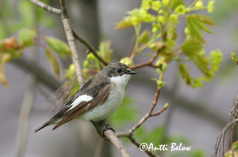 Avainsanat: Mastegatatxes Broget fluesnapper Bonte vliegenvanger European Pied Flycatcher Must-kärbsenäpp Kirjosieppo Gobemouche noir Trauerschnäpper Kormos légykapó Flekkugrípur Balia nera Svarthvid fluesnapper Papa-moscas-preto Ficedula hypoleuca Papamoscas C