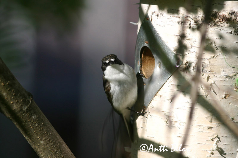 Avainsanat: Mastegatatxes Broget fluesnapper Bonte vliegenvanger European Pied Flycatcher Must-kärbsenäpp Kirjosieppo Gobemouche noir Trauerschnäpper Kormos légykapó Flekkugrípur Balia nera Svarthvid fluesnapper Papa-moscas-preto Ficedula hypoleuca Papamoscas C