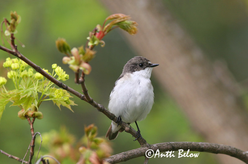 Avainsanat: Mastegatatxes Broget fluesnapper Bonte vliegenvanger European Pied Flycatcher Must-kärbsenäpp Kirjosieppo Gobemouche noir Trauerschnäpper Kormos légykapó Flekkugrípur Balia nera Svarthvid fluesnapper Papa-moscas-preto Ficedula hypoleuca Papamoscas C