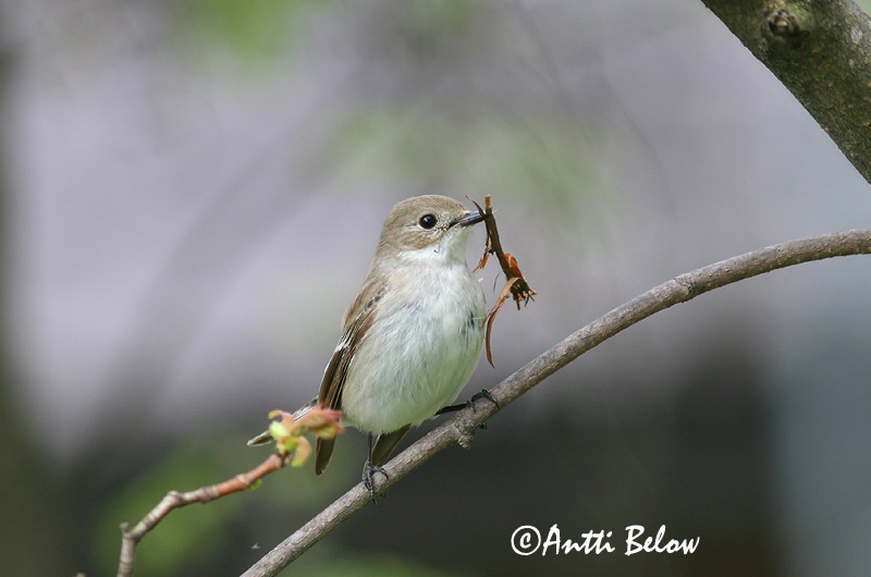 Avainsanat: Mastegatatxes Broget fluesnapper Bonte vliegenvanger European Pied Flycatcher Must-kärbsenäpp Kirjosieppo Gobemouche noir Trauerschnäpper Kormos légykapó Flekkugrípur Balia nera Svarthvid fluesnapper Papa-moscas-preto Ficedula hypoleuca Papamoscas C