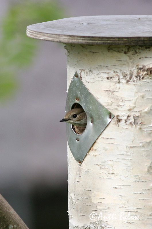 Avainsanat: Mastegatatxes Broget fluesnapper Bonte vliegenvanger European Pied Flycatcher Must-kärbsenäpp Kirjosieppo Gobemouche noir Trauerschnäpper Kormos légykapó Flekkugrípur Balia nera Svarthvid fluesnapper Papa-moscas-preto Ficedula hypoleuca Papamoscas C