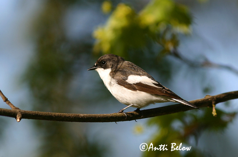 Avainsanat: Mastegatatxes Broget fluesnapper Bonte vliegenvanger European Pied Flycatcher Must-kärbsenäpp Kirjosieppo Gobemouche noir Trauerschnäpper Kormos légykapó Flekkugrípur Balia nera Svarthvid fluesnapper Papa-moscas-preto Ficedula hypoleuca Papamoscas C