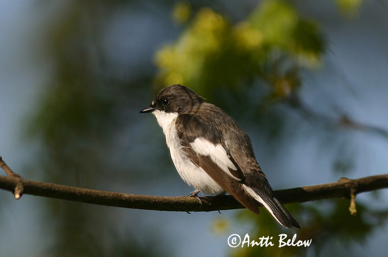 Avainsanat: Mastegatatxes Broget fluesnapper Bonte vliegenvanger European Pied Flycatcher Must-kärbsenäpp Kirjosieppo Gobemouche noir Trauerschnäpper Kormos légykapó Flekkugrípur Balia nera Svarthvid fluesnapper Papa-moscas-preto Ficedula hypoleuca Papamoscas C