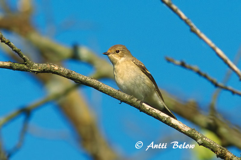 Avainsanat: Mastegatatxes Broget fluesnapper Bonte vliegenvanger European Pied Flycatcher Must-kärbsenäpp Kirjosieppo Gobemouche noir Trauerschnäpper Kormos légykapó Flekkugrípur Balia nera Svarthvid fluesnapper Papa-moscas-preto Ficedula hypoleuca Papamoscas C