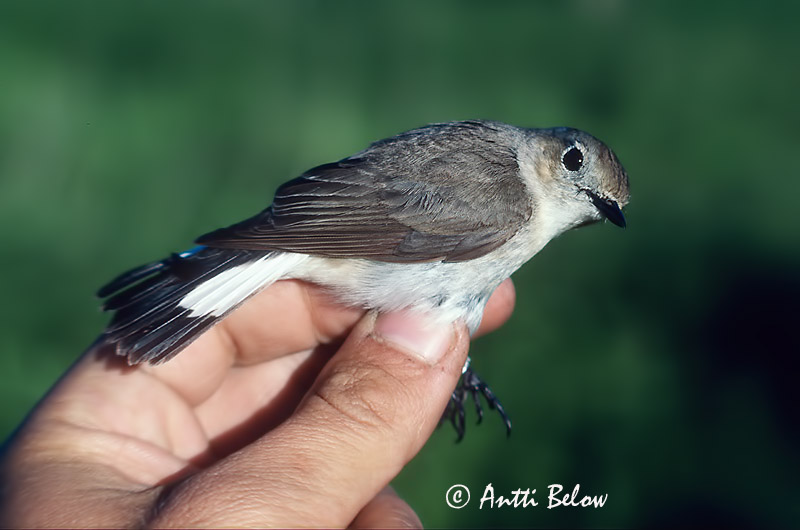 Avainsanat: Taiga Flycatcher Ficedula albicilla Idänpikkusieppo