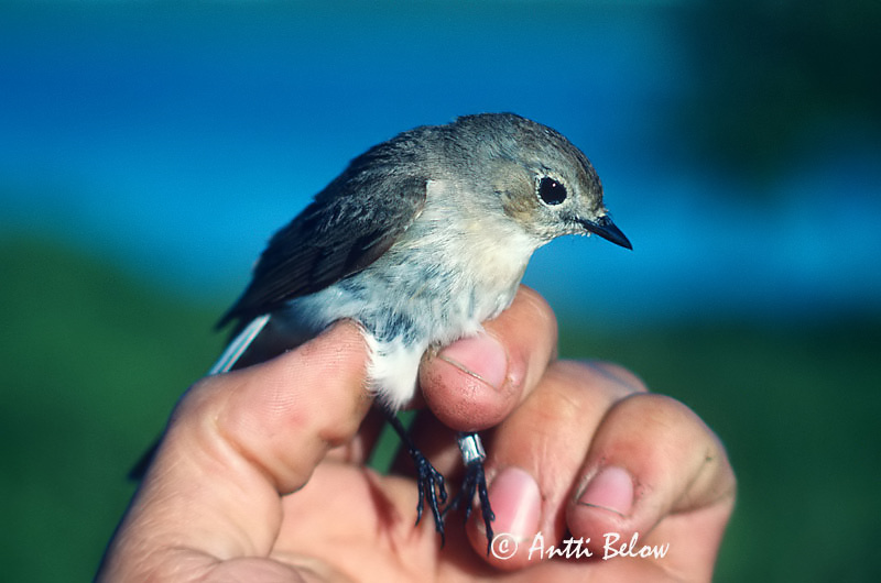 Siberia, Yenisej River 1989
Avainsanat: Taiga Flycatcher Ficedula albicilla Idänpikkusieppo