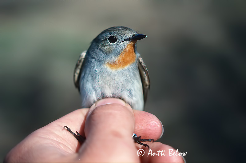 Avainsanat: Taiga Flycatcher Ficedula albicilla Idänpikkusieppo