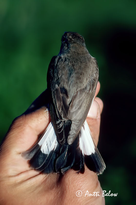 Avainsanat: Taiga Flycatcher Ficedula albicilla Idänpikkusieppo