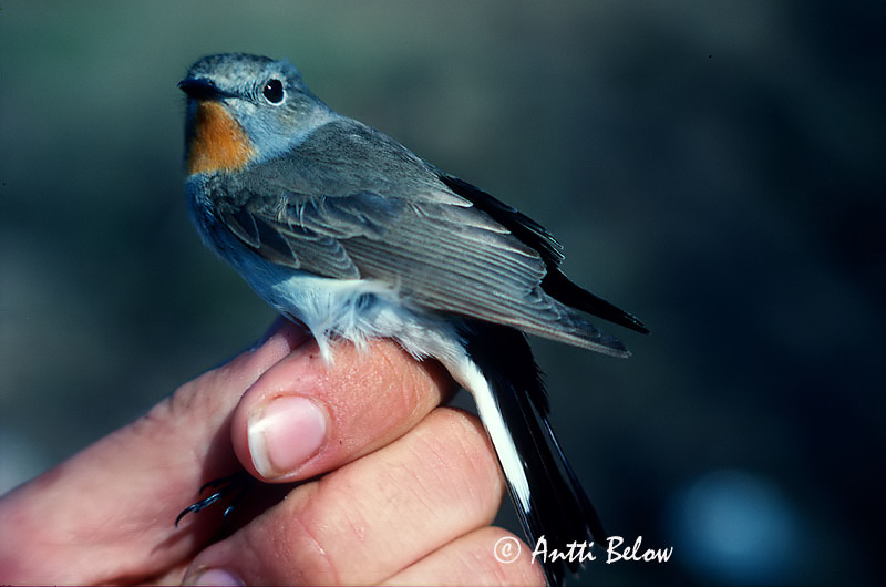Siberia, Yenisej River 1989
Avainsanat: Taiga Flycatcher Ficedula albicilla Idänpikkusieppo