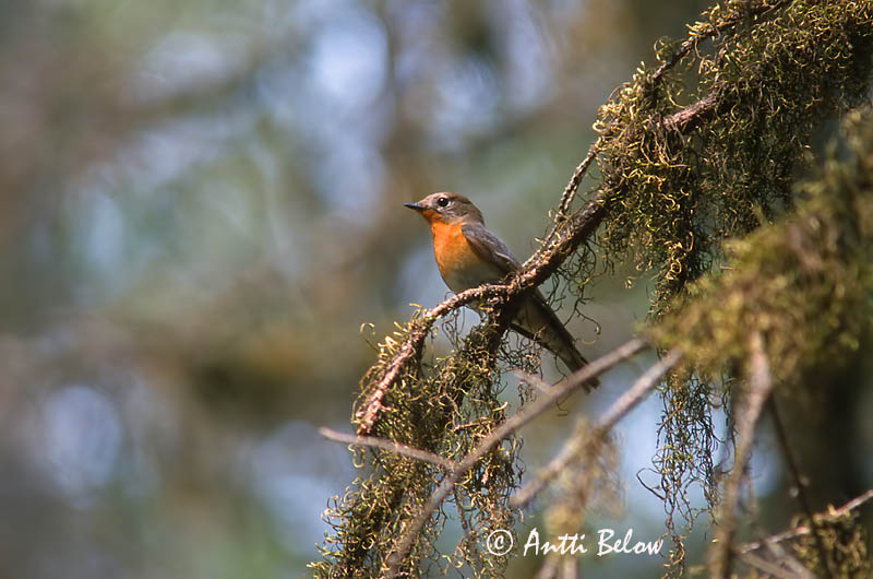 Avainsanat: Mugimakivliegenvanger Mugimaki Flycatcher Mantsuriansieppo Gobemouche mugimaki Mugimakischnäpper Pigliamosche di Mugimaki Mugimakifluesnapper Ficedula mugimaki Papamoscas de Mugimak Mugimakiflugsnappare
