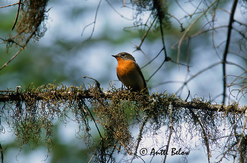 Avainsanat: Mugimakivliegenvanger Mugimaki Flycatcher Mantsuriansieppo Gobemouche mugimaki Mugimakischnäpper Pigliamosche di Mugimaki Mugimakifluesnapper Ficedula mugimaki Papamoscas de Mugimak Mugimakiflugsnappare