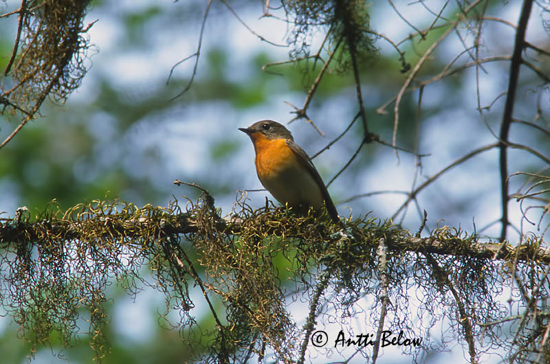 Avainsanat: Mugimakivliegenvanger Mugimaki Flycatcher Mantsuriansieppo Gobemouche mugimaki Mugimakischnäpper Pigliamosche di Mugimaki Mugimakifluesnapper Ficedula mugimaki Papamoscas de Mugimak Mugimakiflugsnappare