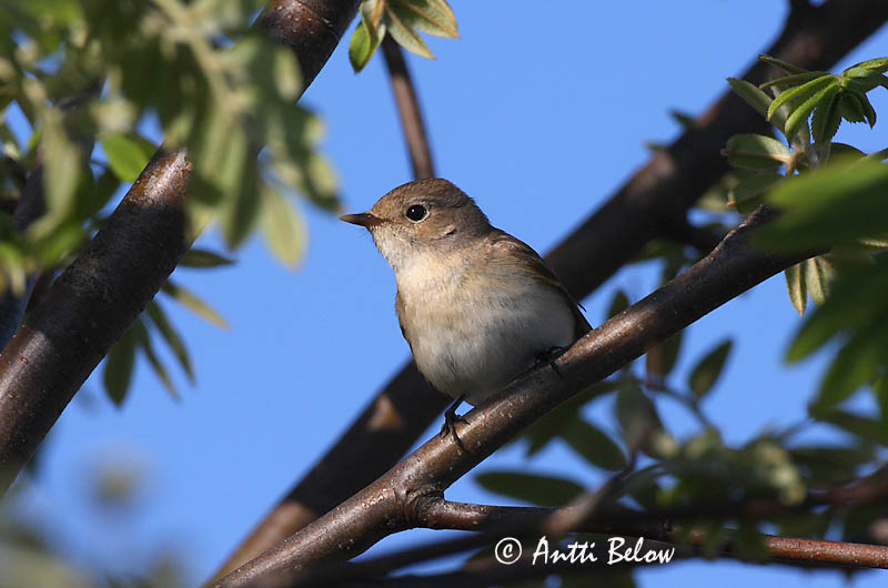 Avainsanat: Papamosques menut Lille fluesnapper Kleine vliegenvanger Red-breasted Flycatcher Väike-kärbsenäpp Pikkusieppo Gobemouche nain Zwergschnäpper Kis légykapó Peðgrípur Pigliamosche pettirosso Dvergfluesnapper Papa-moscas-pequeno Ficedula parva Papamos