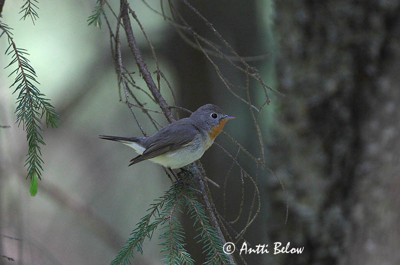 Avainsanat: Papamosques menut Lille fluesnapper Kleine vliegenvanger Red-breasted Flycatcher Väike-kärbsenäpp Pikkusieppo Gobemouche nain Zwergschnäpper Kis légykapó Peðgrípur Pigliamosche pettirosso Dvergfluesnapper Papa-moscas-pequeno Ficedula parva Papamos