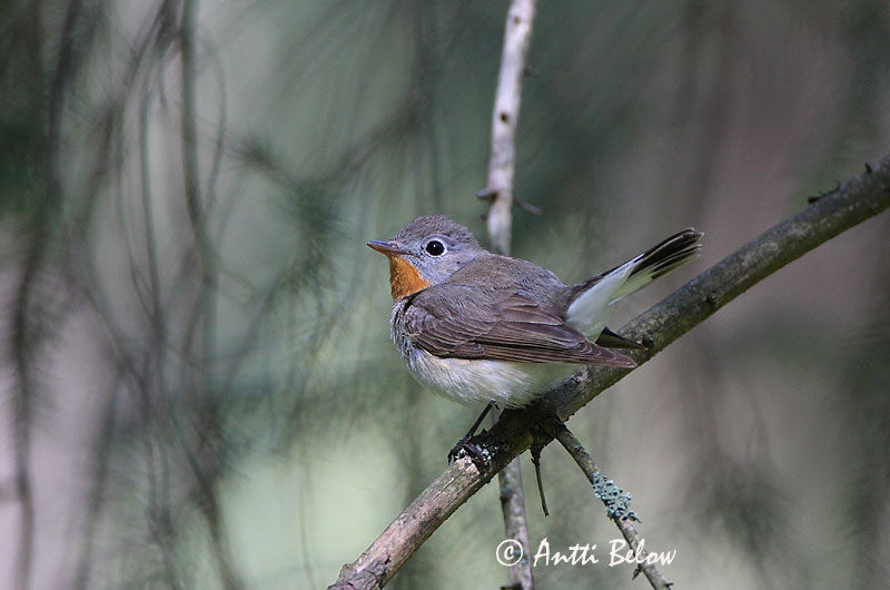 Avainsanat: Papamosques menut Lille fluesnapper Kleine vliegenvanger Red-breasted Flycatcher Väike-kärbsenäpp Pikkusieppo Gobemouche nain Zwergschnäpper Kis légykapó Peðgrípur Pigliamosche pettirosso Dvergfluesnapper Papa-moscas-pequeno Ficedula parva Papamos