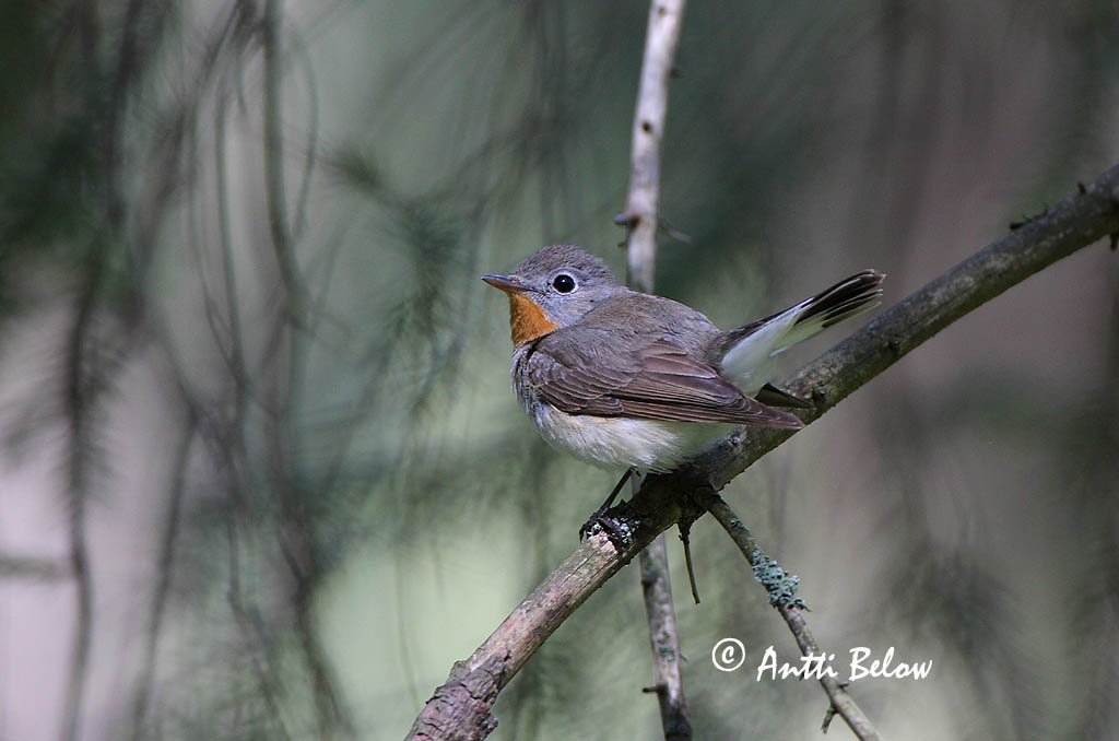 Avainsanat: Papamosques menut Lille fluesnapper Kleine vliegenvanger Red-breasted Flycatcher Väike-kärbsenäpp Pikkusieppo Gobemouche nain Zwergschnäpper Kis légykapó Peðgrípur Pigliamosche pettirosso Dvergfluesnapper Papa-moscas-pequeno Ficedula parva Papamos