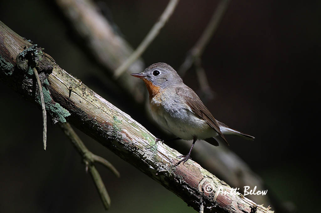 Avainsanat: Papamosques menut Lille fluesnapper Kleine vliegenvanger Red-breasted Flycatcher Väike-kärbsenäpp Pikkusieppo Gobemouche nain Zwergschnäpper Kis légykapó Peðgrípur Pigliamosche pettirosso Dvergfluesnapper Papa-moscas-pequeno Ficedula parva Papamos