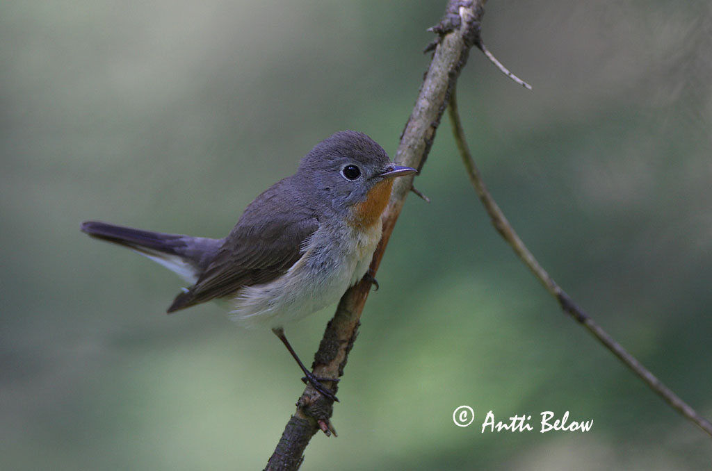 Avainsanat: Papamosques menut Lille fluesnapper Kleine vliegenvanger Red-breasted Flycatcher Väike-kärbsenäpp Pikkusieppo Gobemouche nain Zwergschnäpper Kis légykapó Peðgrípur Pigliamosche pettirosso Dvergfluesnapper Papa-moscas-pequeno Ficedula parva Papamos