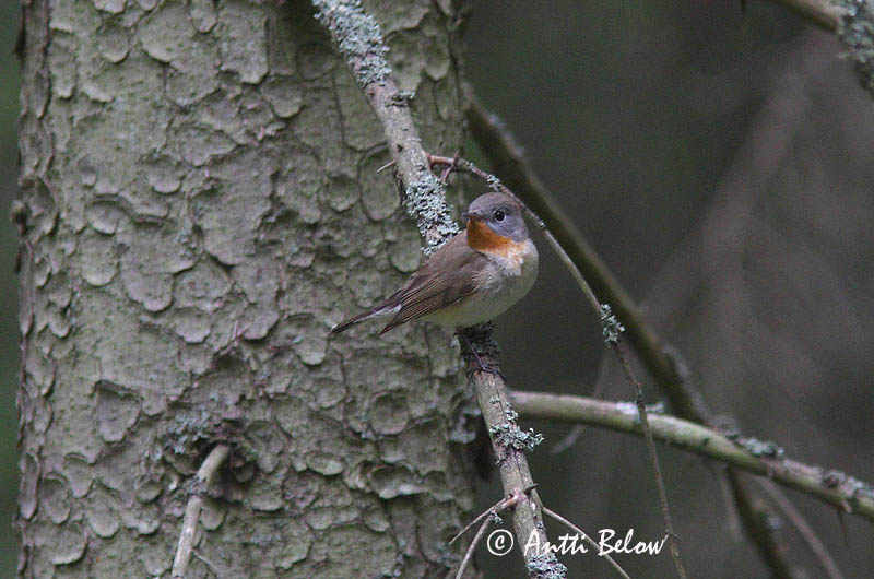 Avainsanat: Papamosques menut Lille fluesnapper Kleine vliegenvanger Red-breasted Flycatcher Väike-kärbsenäpp Pikkusieppo Gobemouche nain Zwergschnäpper Kis légykapó Peðgrípur Pigliamosche pettirosso Dvergfluesnapper Papa-moscas-pequeno Ficedula parva Papamos