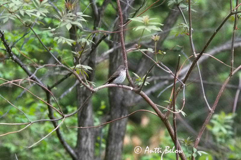 Avainsanat: Grey-streaked Flycatcher Viiruharmaasieppo Gobemouche à taches grises Muscicapa griseisticta Streckad flugsnappare